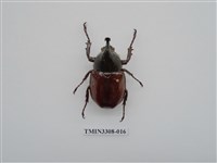 藏品(蘭嶼姬兜)的圖片